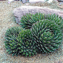 Succulent Garden