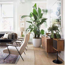 Plantes
