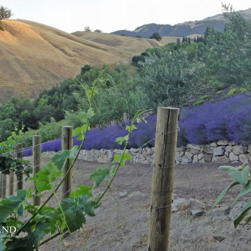 Danville, Saddleback Dr. 1,200 Vine Vineyard