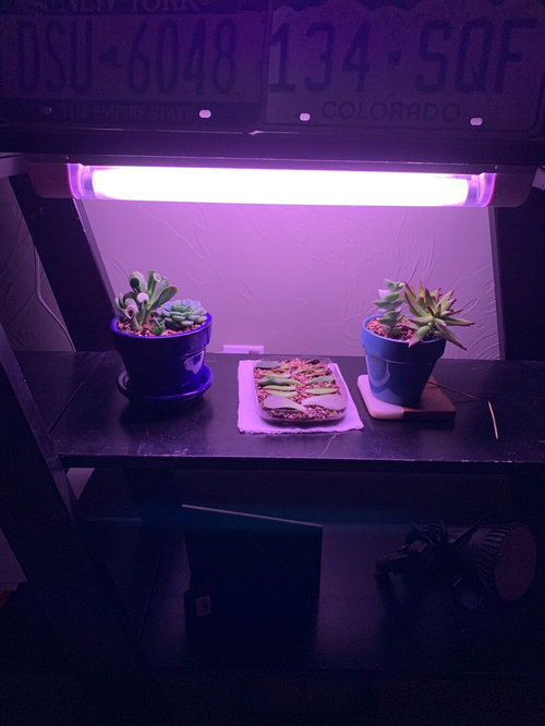 Advice for growing succulents strictly with grow lights.