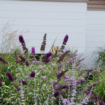 Modern Oceanfront Landscape - Cohasset