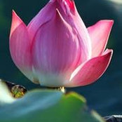 Cuộc Sống Tươi Đẹps foto