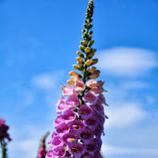 Jessica P's photo