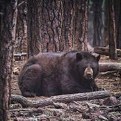 Pam Peterson-Turner's photo