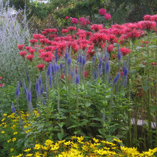 Plant Combinations