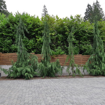 Weeping Nootka Cypress