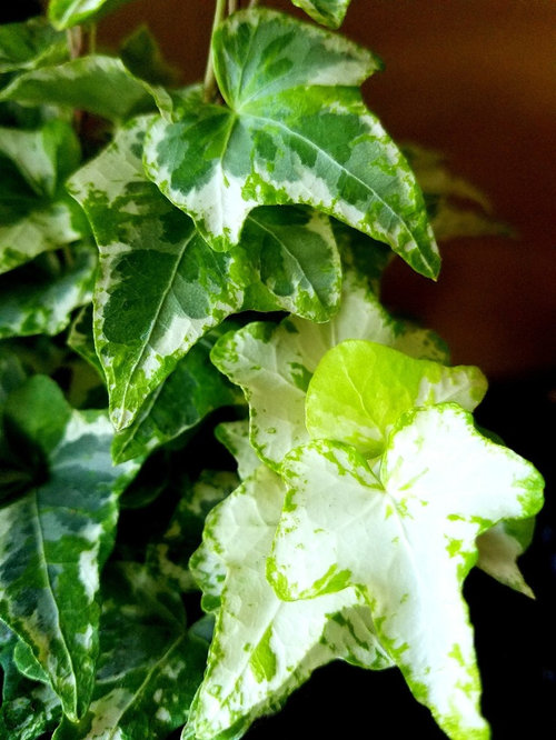 Beautiful 'Mint Kolibri' English Ivy!