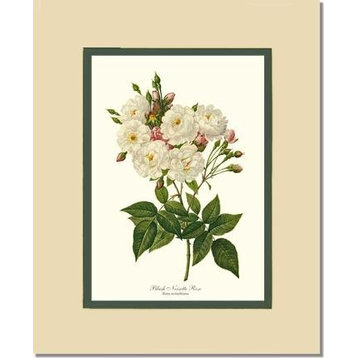 Vintage Botanical Rose Art : Blush Noisette Rose