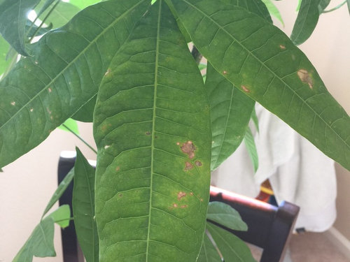 Money Tree Leaves Starting To Curl And Having Holes