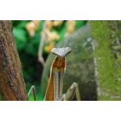 Foto von Jayne Nixon