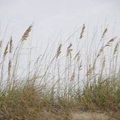 Robin Callahan's photo