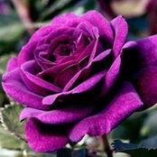 Hameeda Burton's photo