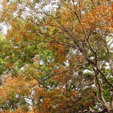 Trees We Love for North Texas