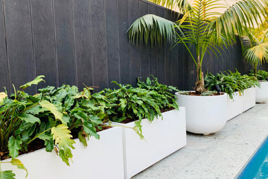 Design ideas for a mid-sized modern backyard full sun formal garden in Sydney.