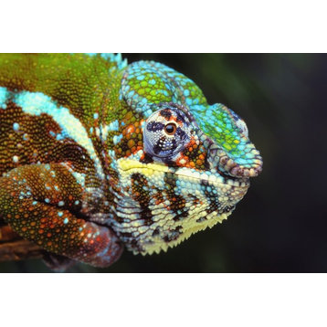 Male Panther Chameleon (Furcifer Pardalis);British Columbia Canada Print