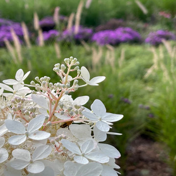 Fall View: 'Phantom' hydrangea and asters.