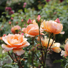 In The Garden