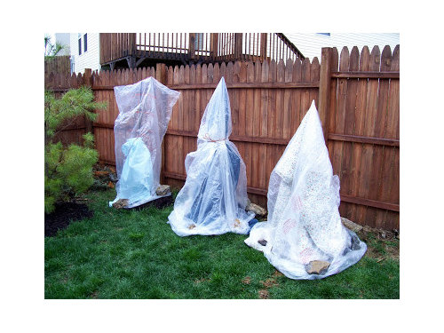 Protecting Anese Maples From Cold Snap Protecting Anese Maples From Cold Snap