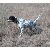 Doug Hegeman's photo