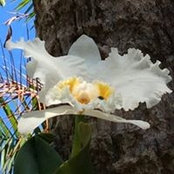 Ann McDougle's photo