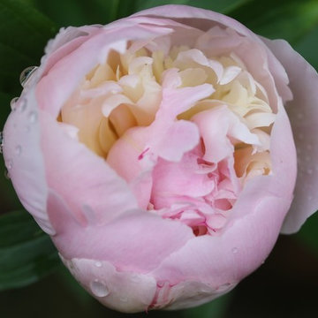 Rosebrook Garden 2017 Garden Tour
