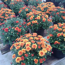 Nursery - Gardening And Lawn Care