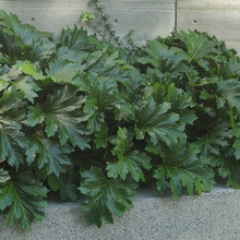 EASY GROW PLANTS