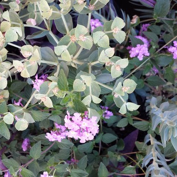 Happy Together! Colorful Desert Plant Combinations