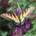 barbara_garrison27