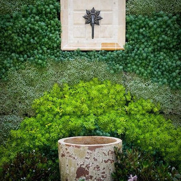 Succulent Wall
