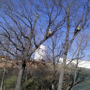 Tree Service Austin - Certified Arbor Care (512) 671-8733