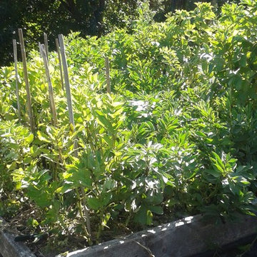 The Kitchen Garden
