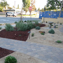 Backyard Xeriscape