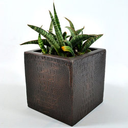 Planters - Plants