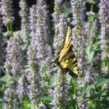 Pollinator Garden's