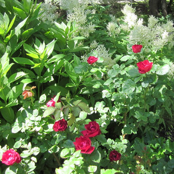 Red and White at mid-summer.