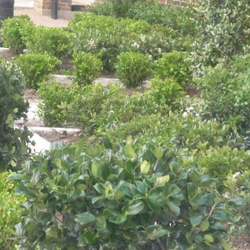 Brand New Landscape Front Yard