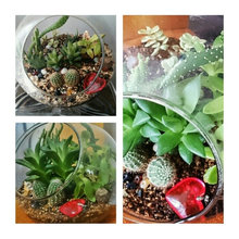 Terrarium