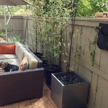 Backyard Redesign