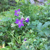 Ylva Persson's photo