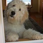 Murphy Doodle's photo