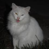 Celine Perreault's photo