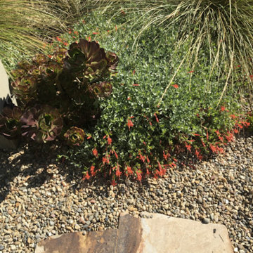 Palo Alto garden