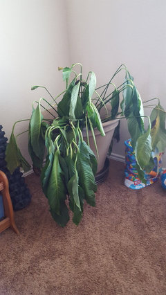 Peace Lily Serious Sudden Drooping | Houzz Forum