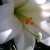 Jennifer Mallozzi's photo