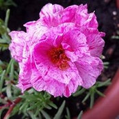 Desiree Colombo's photo