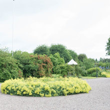 Trädgård