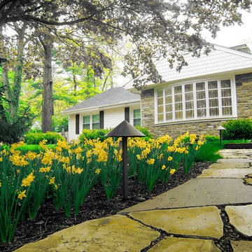 Spring Daffodils