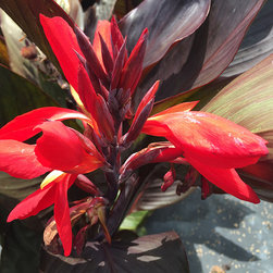 Current Featured Plants - Products