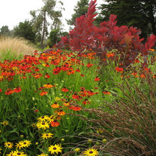 front yard